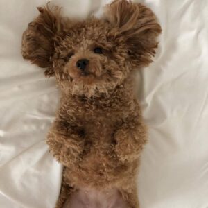 Toy Poodle Puppy for Sale – Milo