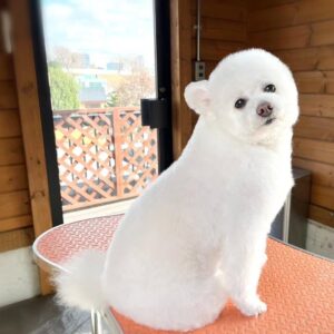 Toy Poodle Puppy for Sale – Coco