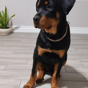 Rottweiler Dog for Sale – Drax