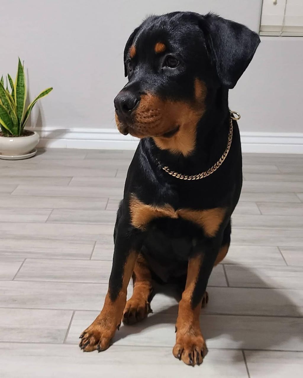 Rottweiler Puppy