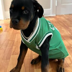 Rottweiler Puppy for Sale – Zeus
