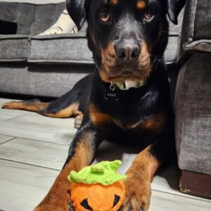 Rottweiler Puppy for Sale – Rocky