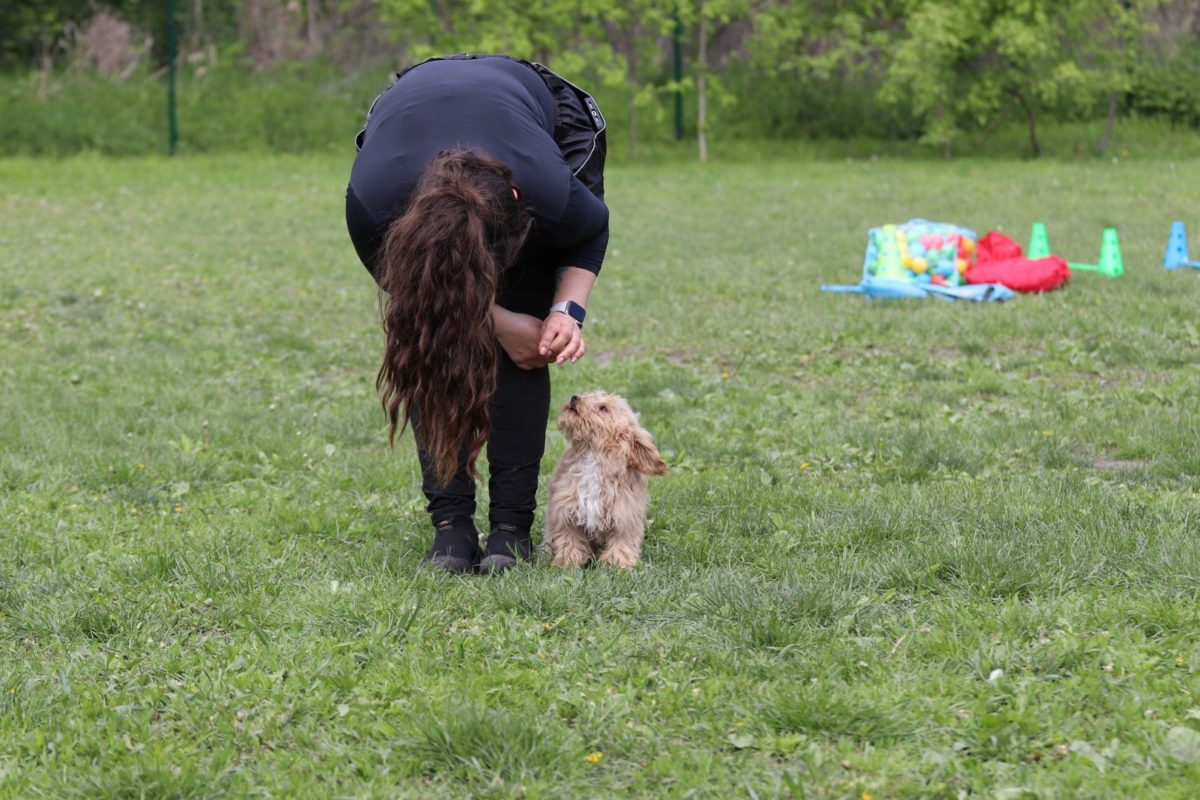 PuppysDream Training Program