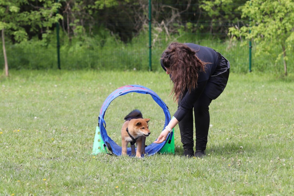 PuppysDream Training Session