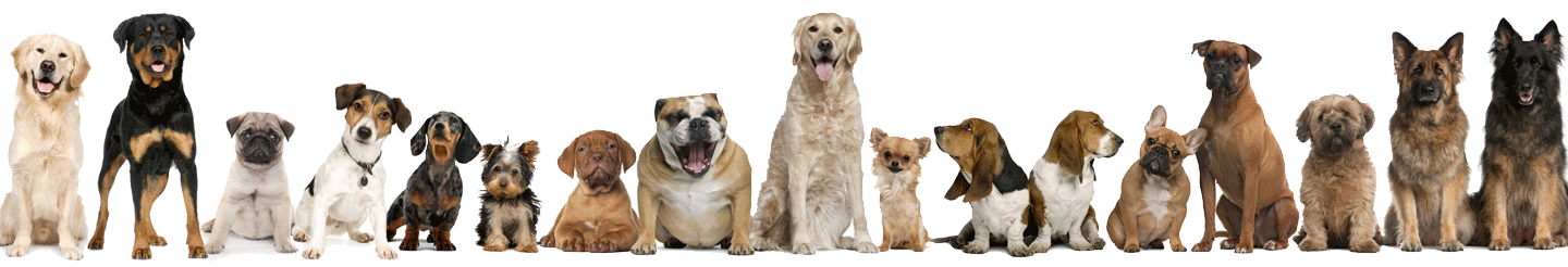 Dogs from around the world