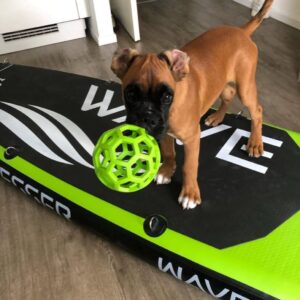 Boxer Puppy
