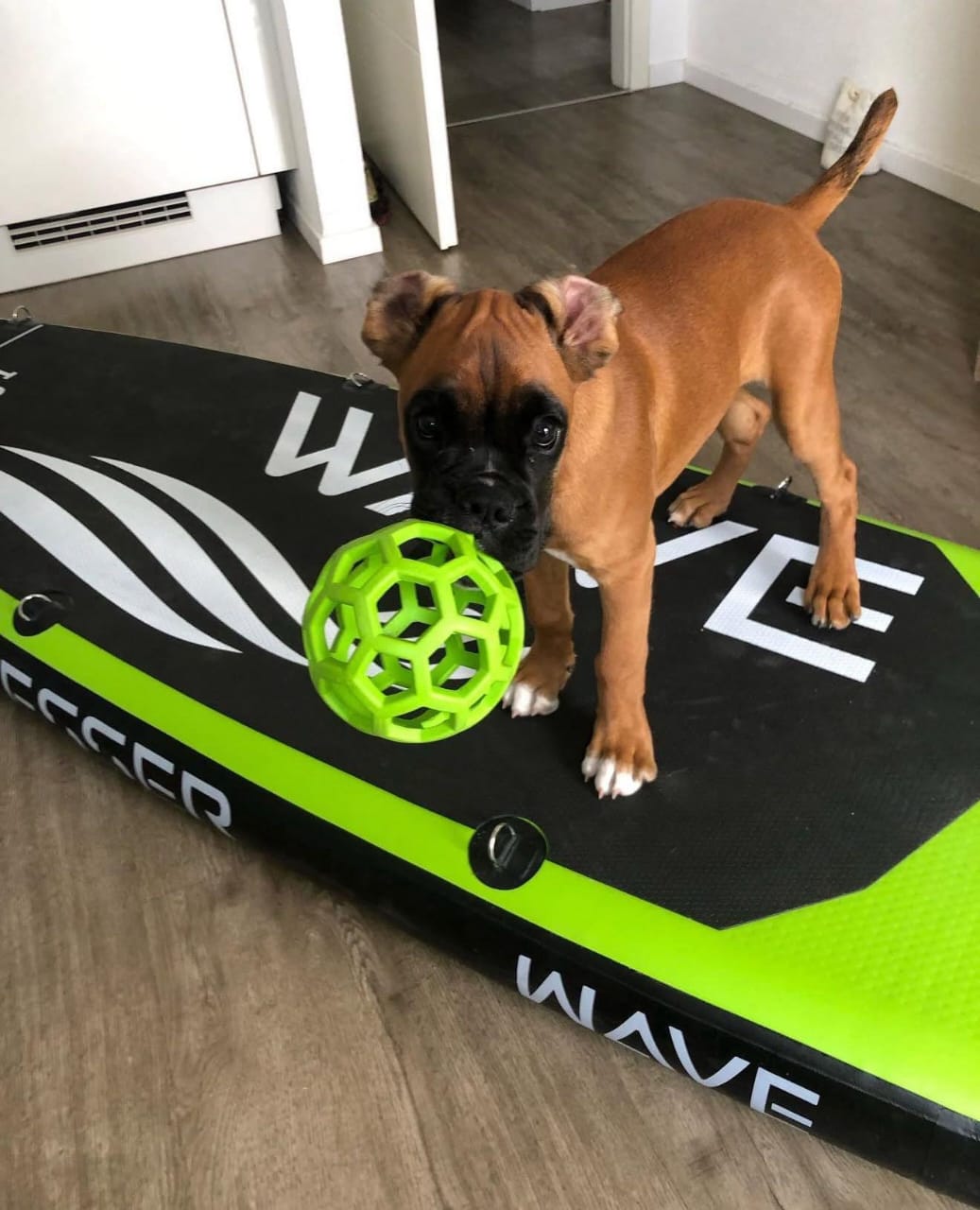 Boxer Puppy