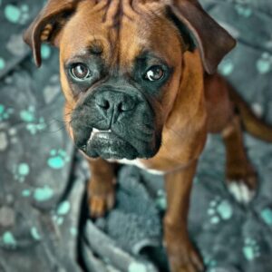Boxer Puppy