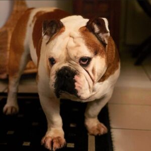Bulldog Puppy (Olde English Bulldogge)