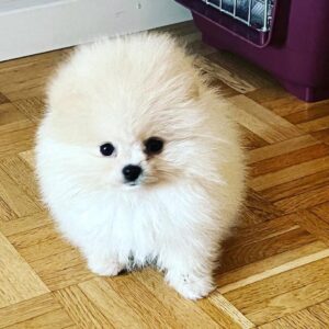 Pomeranian Puppy