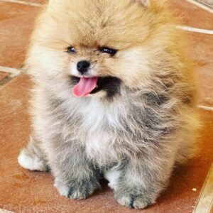 Pomeranian Puppy