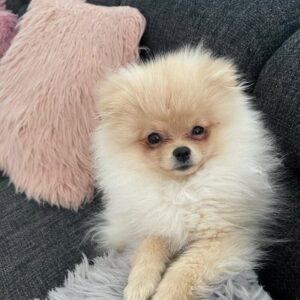 Pomeranian Puppy