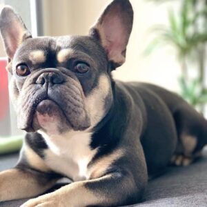 Bulldog Puppy (French Bulldog)