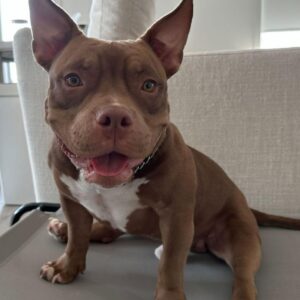 Bulldog  Puppy (American Pocket Bully)