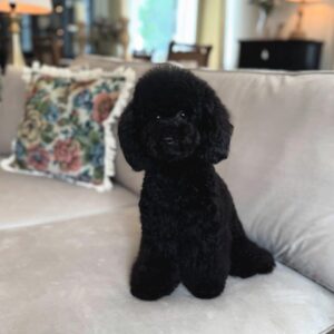Toy Poodle Puppy