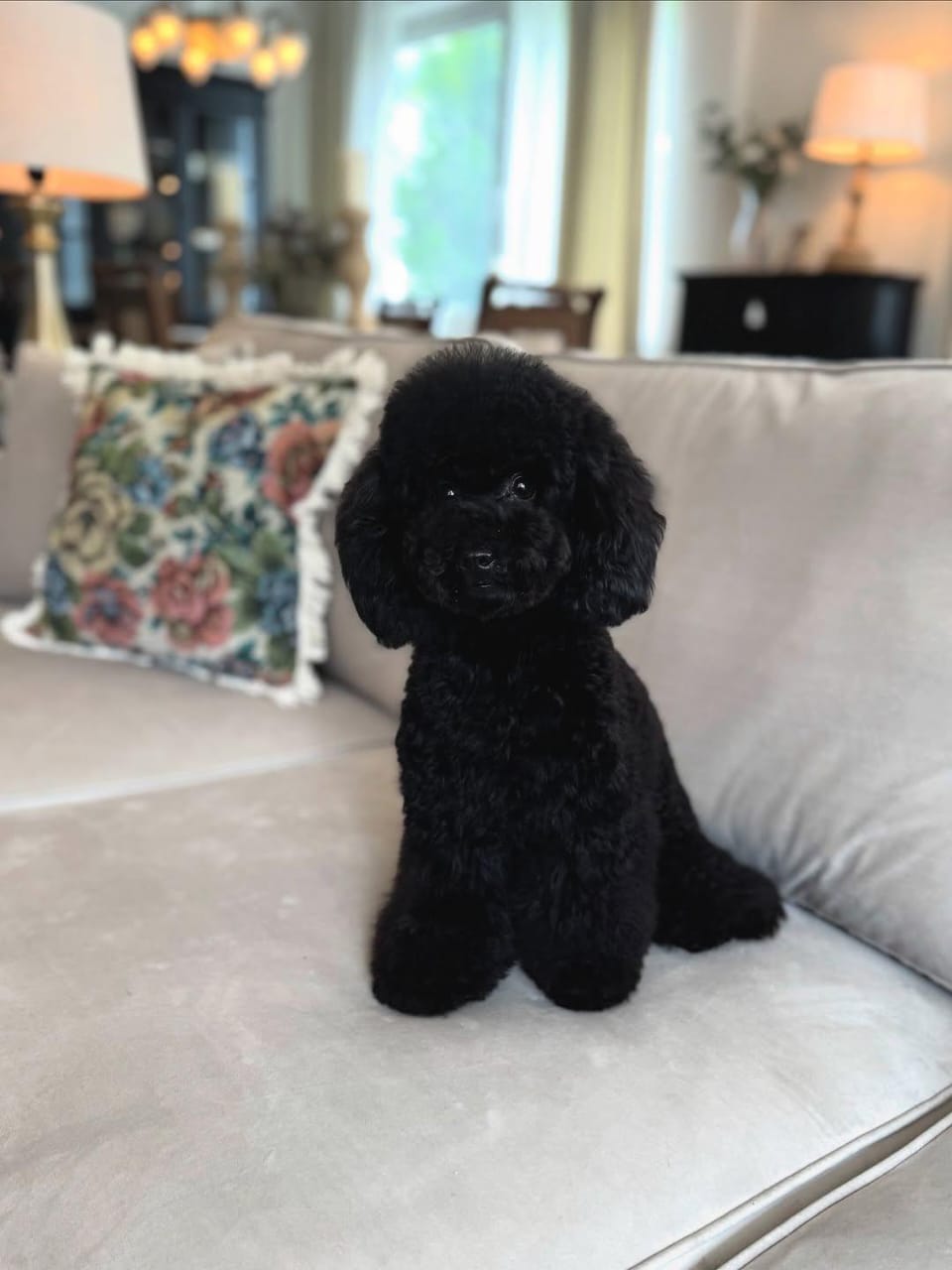 Toy Poodle Puppy