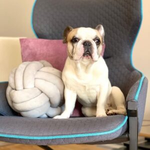 Bulldog Puppy (French Bulldog)