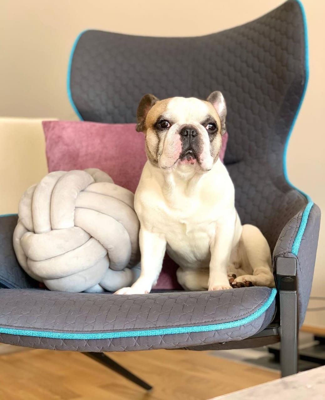 Bulldog Puppy (French Bulldog)