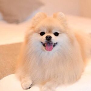 Pomeranian Puppy