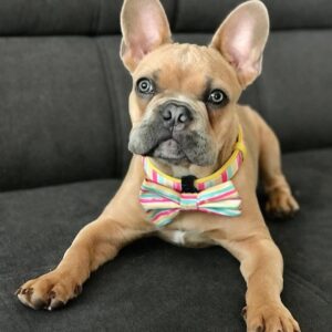 French Bulldog