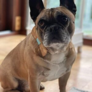 Bulldog Puppy (French Bulldog  )