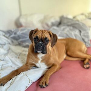 Boxer Puppy
