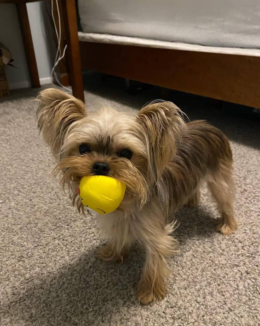 Yorkie Puppy